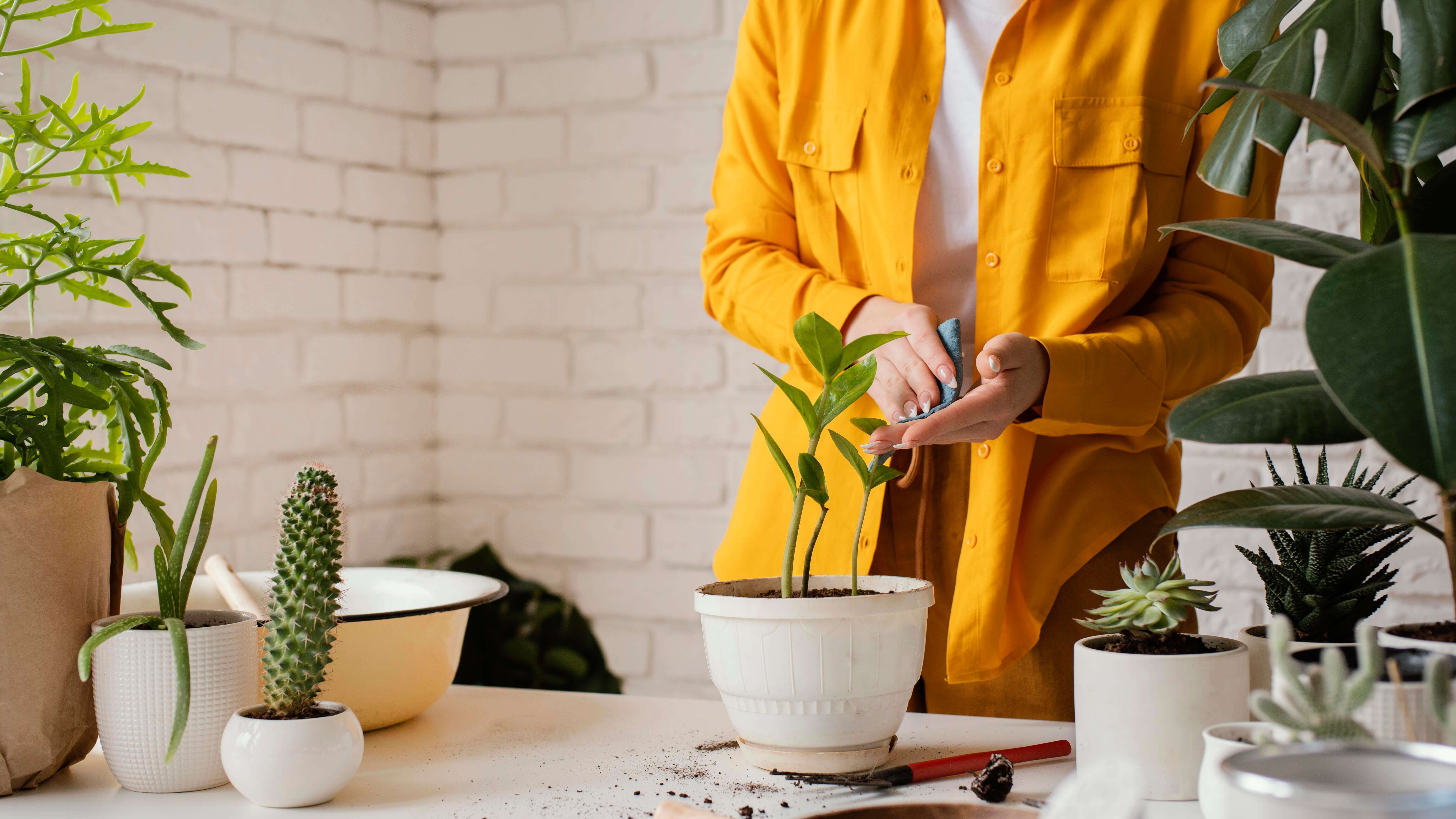 Cuidado de plantas