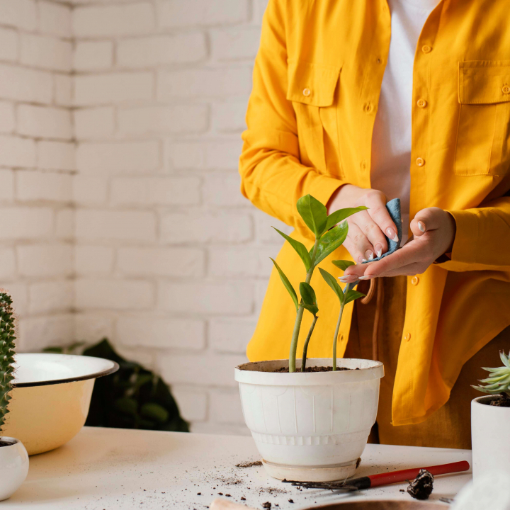 Cuidado de plantas